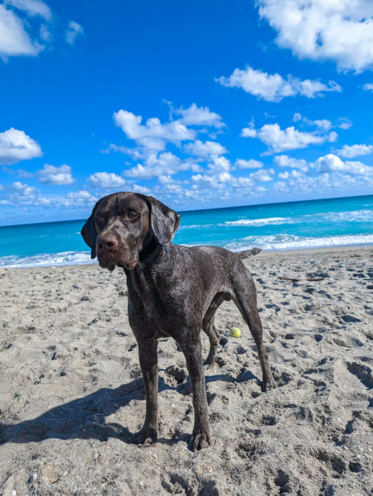 Happy dog at the beach